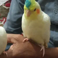 عروس هلندی نر
