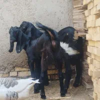 بزغاله