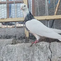 طوقی نر|پرنده|تهران, بازار|دیوار