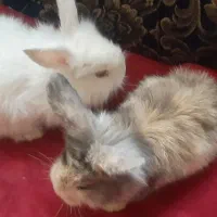 خرگوش بازیگوش
