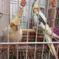 عروس هلندی مولد|پرنده|چهارباغ, |دیوار