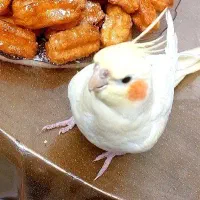 گمشده عروس هلندی