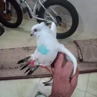 کبوتر شامی و دو چرخه افرود