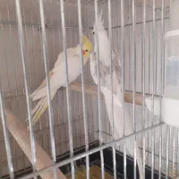 یک جفت عروس هلندی نر و ماده