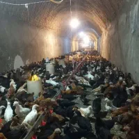 جوجه مرغ گلپایگانی جهادی 1ماه تا دم تخم