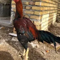 خروز لاری