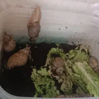 حلزون|خزنده|مشهد, آزادشهر|دیوار