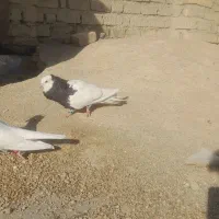 طوقی|پرنده|شیراز, بید زرد|دیوار