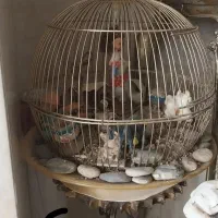 حیوانات قفس