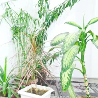 گل های طبیعی زینتی ب فروش میرسد|گل و گیاه طبیعی|مشگین شهر, |دیوار