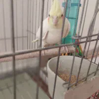 عروس  هلندی