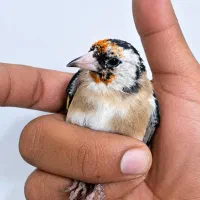 سهره سرسیاه جوجه تازه صاف نر تضمینی