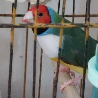 فنچ گلدین