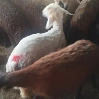 گوسفند زنده و گوشت از انواع گوسفند بره .میش .قوچ