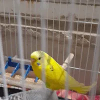 جفت مرغ با پنج تا جوجه|پرنده|مشهد, امیر|دیوار