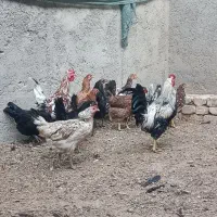 مرغ و و جوجه گلین