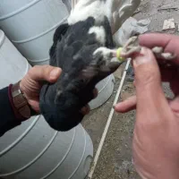 کبوتر دم سفید|پرنده|تهران, فلسطین (میدان انقلاب)|دیوار