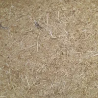 تعدای میش سوز ملحه بره دار قیمت توافقی|حیوانات مزرعه|رونیز, |دیوار