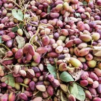 ۱۵۰کیلو پسته تر ازیک درخت/بدون کود شیمیایی