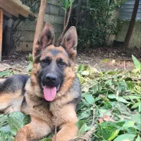 ژرمن شپر ماده