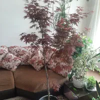 گل افرا و افوربیا و سانسوریا