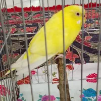 یک جفت عروس هلندی نر و ماده روی تخم