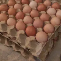 تخم مرغ محلی (تخم مرغ محلی زرده نارنجی)