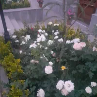 خانه80متری-همراه-بامغازه