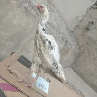 جوجه لاری|حیوانات مزرعه|فردیس, شهرک شهید حسینی|دیوار