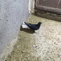 کبوتر|پرنده|اشتهارد, |دیوار