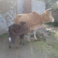 گاو.گوساله محلی