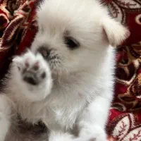 پامر اشپیتز|سگ|یاسوج, |دیوار