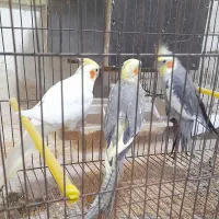 ۳عدد عروس هلندی بالغ