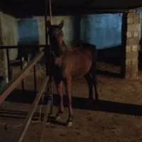 کره اسب مادیون|اسب و تجهیزات اسب‌سواری|بندر گناوه, |دیوار