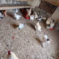 مرغ و خروس برهما|حیوانات مزرعه|خسروشاه, |دیوار