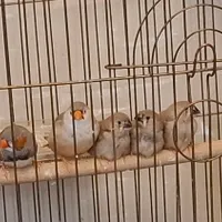 فنچ نروماده همراه با۴تا بچه شون|پرنده|تهران, جوادیه|دیوار