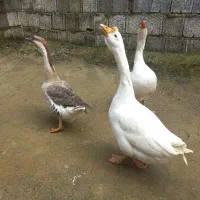 قو غاز|حیوانات مزرعه|شیرود, |دیوار