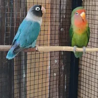 یک جفت کوتوله برزیلی