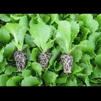 نشا گوجه،فلفل،بادمجان،کرفس|خدمات باغبانی و درختکاری|شوشتر, |دیوار