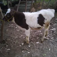 فروش گوساله ماده هولشتاین