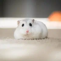 همسترهای فسقلی .بندانگشتی هدیه جذاب ودوستداشتنی|موش و خرگوش|اصفهان, بهاران|دیوار