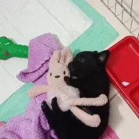 سگ اشپیز|سگ|تهران, صد دستگاه|دیوار