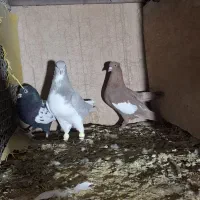 کفتر|پرنده|شیراز, کیان آباد|دیوار