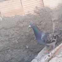 کبوتر گرفتنی|پرنده|زابل, |دیوار