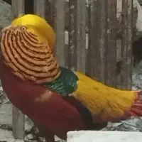 تخم مرغ برهما .جوجه برهما. لایت  از بهترین مولدها