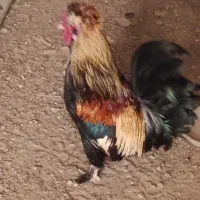 مرغ‌ وخروس‌ بومی
