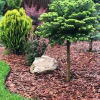 فروش و اجرای مالچ چوب و آبیاری هوشمند قطره ای|خدمات باغبانی و درختکاری|کرمانشاه, |دیوار