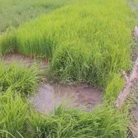 نشا شالی فجر ۷۵ روزه