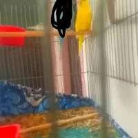 مرغ عشق|پرنده|اصفهان, لیمجیر|دیوار