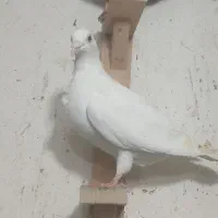 هفترنگ|پرنده|گنبد کاووس, |دیوار